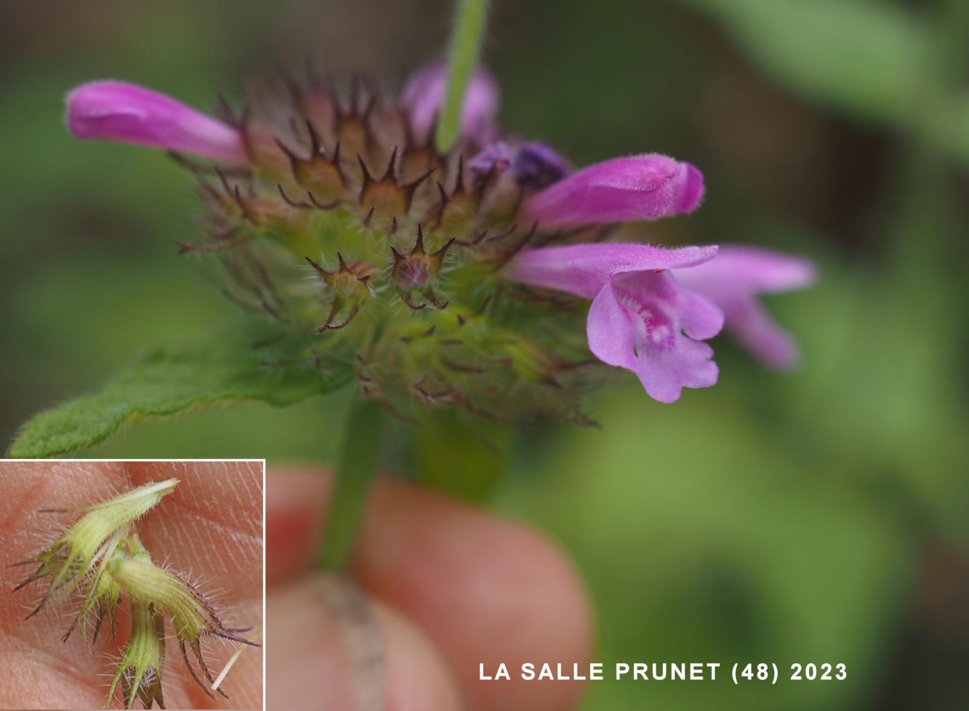 Basil, Wild flower